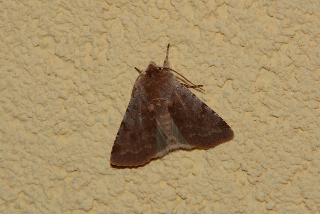 Noctuidae? S: Cerastis rubricosa e Orthosia cruda